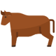 گاو