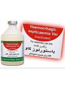 پاستورلوز گاو